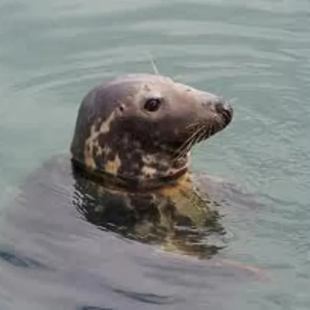 River Accomodation ويكلو