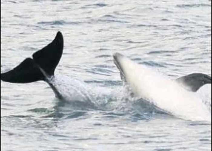 River Accomodation Γουίκλοου